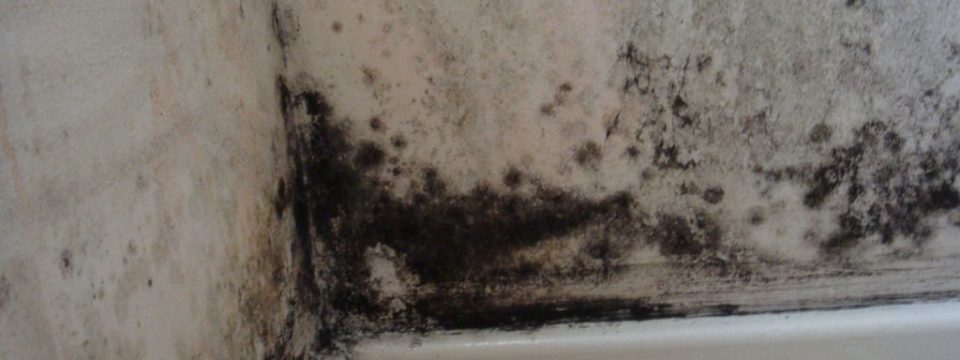 Черная плесень в доме: чем опасна и как от нее избавиться