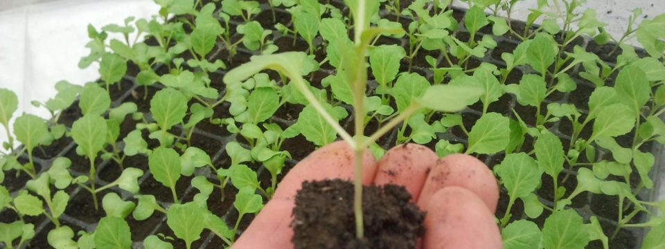 Как вырастить рассаду капусты кольраби в домашних условиях