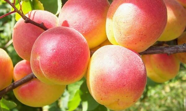 Выбираем саженцы абрикоса: основные правила и рекомендации