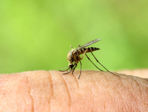 как избавиться от комаров