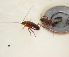 Тараканы в квартире: как бороться с насекомыми в домашних условиях