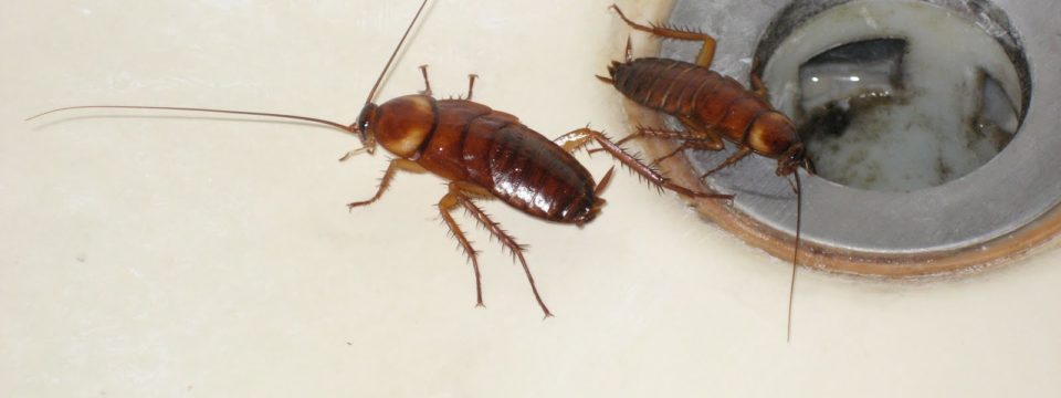 Тараканы в квартире: как бороться с насекомыми в домашних условиях