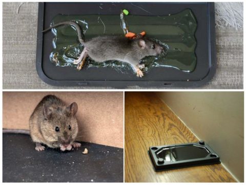 Средство от мышей в доме