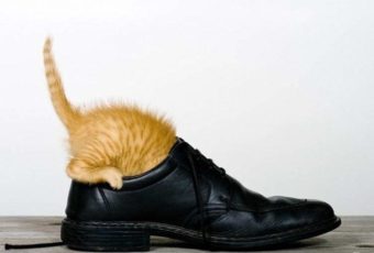 Как и чем вывести запах кошачьей мочи из обуви: эффективные способы и средства