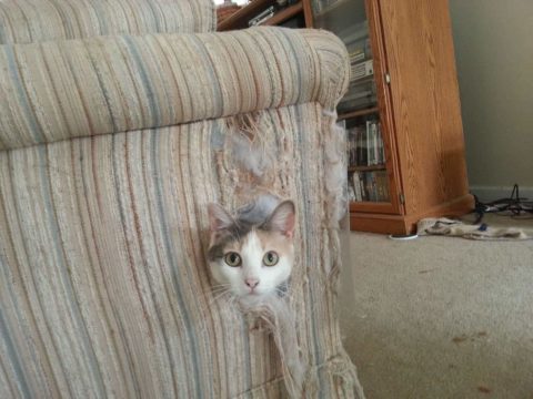 отучить кота драть мебель
