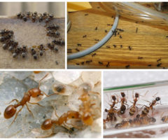 Как самостоятельно избавиться от муравьев в доме навсегда