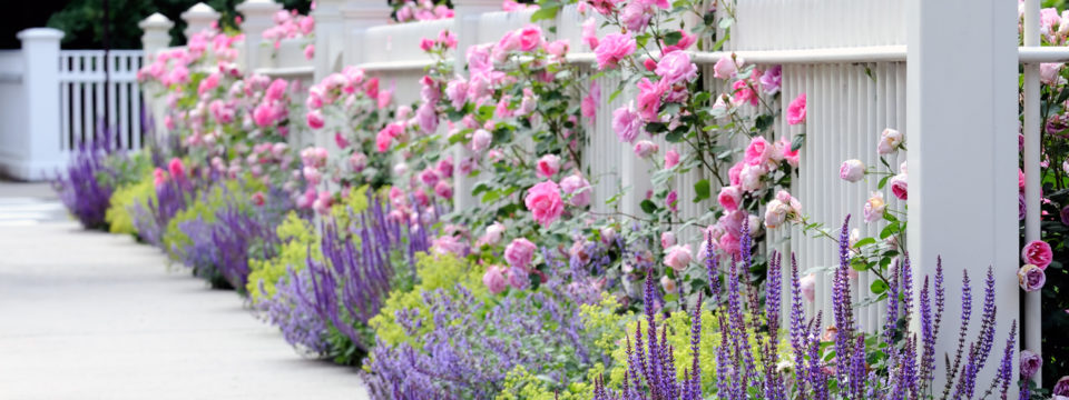 15 самых красивых цветов для дачи