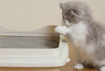 Как легко приучить котенка к лотку в квартире