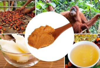 Истинный вред пальмового масла для здоровья человека