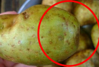 Почему очень опасно есть картошку с позеленевшей кожурой