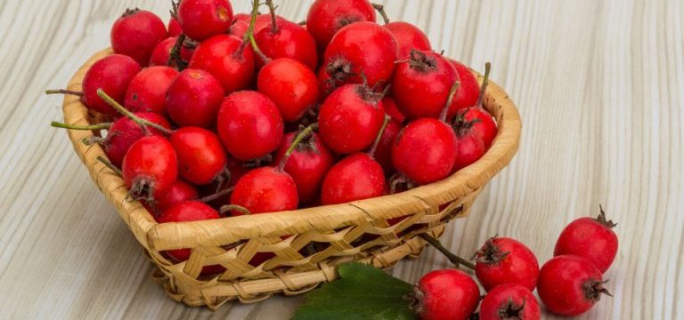 Особенности хранения боярышника дома и сроки годности для свежей и сушеной ягоды